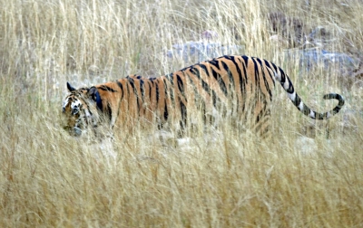 Indian Tiger (w)